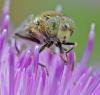 Eristalinus sepulchralis